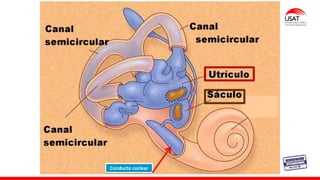 Conducto coclear
 