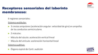 Receptores sensoriales del laberinto
membranoso:
6 regiones sensoriales:
Sistema vestibular:
3 crestas ampulares (aceleración angular: velocidad de giro) en ampollas
de los conductos semicirculares
2 máculas:
✓ Mácula del sáculo: aceleración vertical lineal
✓ Mácula del utrículo: aceleración horizontal lineal
Sistema auditivo:
Órgano espiral de Corti: audición
 