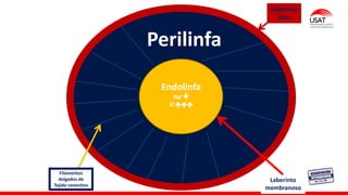 Laberinto
óseo
Laberinto
membranoso
Perilinfa
Endolinfa
Na+
K+
Filamentos
delgados de
Tejido conectivo
 