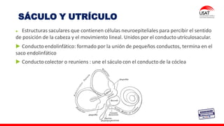 SÁCULO Y UTRÍCULO
Estructuras saculares que contienen células neuroepiteliales para percibir el sentido
de posición de la cabeza y el movimiento lineal. Unidos por el conducto utrículosacular.
Conducto endolinfático: formado por la unión de pequeños conductos, termina en el
saco endolinfático
Conducto colector o reuniens : une el sáculo con el conducto de la cóclea
 