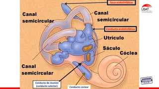Saco endolinfático
Conducto de reunión
(conducto colector) Conducto coclear
Conducto endolinfático
 