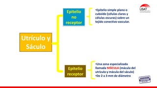 Utrículo y
Sáculo
Epitelio
no
receptor
Epitelio
receptor
•Epitelio simple plano o
cuboide (células claras y
células oscuras) sobre un
tejido conectivo vascular.
•Una zona especializada
llamada MÁCULA (mácula del
utrículo y mácula del sáculo)
•De 2 a 3 mm de diámetro
 