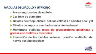 MÁCULAS DEL SÁCULO Y UTRÍCULO
Áreas engrosadas de epitelio
2 a 3mm de diámetro
Células neuroepiteliales: células vellosas o ciliadas tipo I y II
Células de soporte asentadas en la lámina basal
Membrana otolítica: masa de glucoproteína gelatinosa y
gruesa con otolitos u otoconios
Inervación de las células vellosas: porción vestibular del
nervio vestibulococlear
 