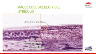 MÁCULA DEL SÁCULO Y DEL
UTRÍCULO
 