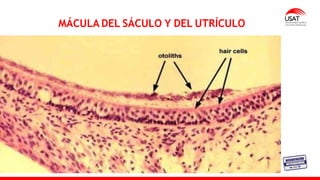 MÁCULA DEL SÁCULO Y DEL UTRÍCULO
 