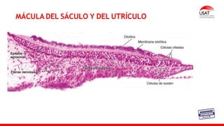 MÁCULA DEL SÁCULO Y DEL UTRÍCULO
 
