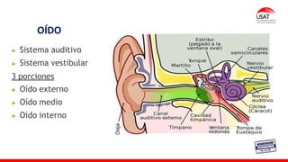 OÍDO
Sistema auditivo
Sistema vestibular
3 porciones
Oído externo
Oído medio
Oído interno
 