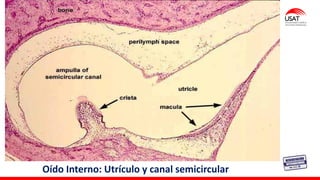 Oído Interno: Utrículo y canal semicircular
 