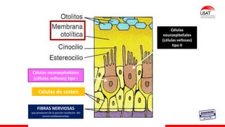 FIBRAS NERVIOSAS
que provienen de la porciòn vestibular del
nervio vestibulococlear.
Células neuroepiteliales
(células vellosas) tipo I
Células de sostén
Células
neuroepiteliales
(células vellosas)
tipo II
 