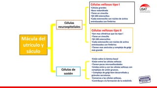 Mácula del
utrículo y
sáculo
Células
neuroepiteliales
Células de
sostén
Células vellosas tipo I
•Células grandes
•Base redondeada
•Tiene un cinocilio
•50-100 esterocilios
•Cada estereocilio con núcleo de actina
entrelazados con fimbrina
•Están sobre la lámina basal
•Están entre las células vellosas
•Tienen pocas microvellosidades
•Unidas entre y con las células vellosas con
complejos de unión gruesos.
• Complejo de golgi bien desarrollado y
gránulos secretores.
•Conserva a las células vellosas.
•Contribuye a la formación de la endolinfa
Células vellosas tipo II
•Son mas cilíndricas que las tipo I
•Tiene un cinocilio
•50-100 esterocilios
•Cada estereocilio con núcleo de actina
entrelazados con fimbrina
•Tienen mas vesículas y complejo de golgi
más grande
 