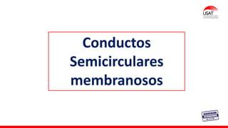 Conductos
Semicirculares
membranosos
 
