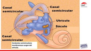 Conductos semicirculares
membranosos surgen del
utrículo.
 