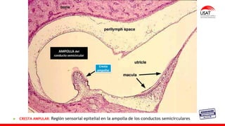 Cresta
ampollar
AMPOLLA del
conducto semicircular
CRESTA AMPULAR: Región sensorial epitelial en la ampolla de los conductos semicirculares
 