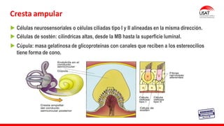 Cresta ampular
Células neurosensoriales o células ciliadas tipo I y II alineadas en la misma dirección.
Células de sostén: cilíndricas altas, desde la MB hasta la superficie luminal.
Cúpula: masa gelatinosa de glicoproteínas con canales que reciben a los estereocilios
tiene forma de cono.
 