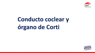 Conducto coclear y
órgano de Corti
 