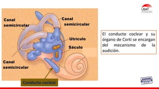 Conducto coclear
El conducto coclear y su
órgano de Corti se encargan
del mecanismo de la
audición.
 