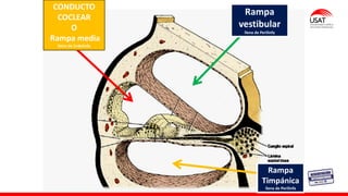 Rampa
vestibular
llena de Perilinfa
CONDUCTO
COCLEAR
O
Rampa media
lleno de Endolinfa
Rampa
Timpánica
llena de Perilinfa
 