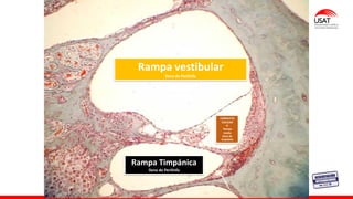Rampa vestibular
llena de Perilinfa
CONDUCTO
COCLEAR
O
Rampa
media
lleno de
Endolinfa
Rampa Timpánica
llena de Perilinfa
 