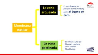 Membrana
Basilar
La zona
arqueada
La zona
pectinada
Es más delgada, su
posición es más medial y
apoya el órgano de
Corti.
Es similar a una red
fibrosa y contiene
unos cuantos
fibroblastos.
 