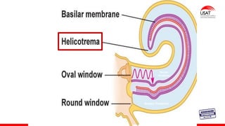 Rampa Timpánica
Rampa
Vestibular
 
