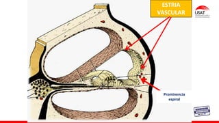 ESTRIA
VASCULAR
Prominencia
espiral
 