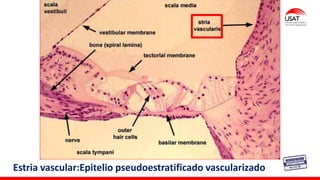 Estria vascular:Epitelio pseudoestratificado vascularizado
 