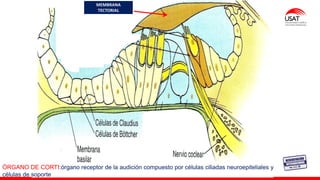 MEMBRANA
TECTORIAL
ÓRGANO DE CORTI:órgano receptor de la audición compuesto por células ciliadas neuroepiteliales y
células de soporte
 