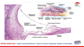 ESTRIA VASCULAR : epitelio seudoestratificado, 3 tipos de células marginales, basales e intermedias
 