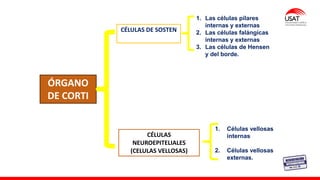 ÓRGANO
DE CORTI
CÉLULAS DE SOSTEN
CÉLULAS
NEUROEPITELIALES
(CELULAS VELLOSAS)
1. Las células pilares
internas y externas
2. Las células falángícas
internas y externas
3. Las células de Hensen
y del borde.
1. Células vellosas
internas
2. Células vellosas
externas.
 