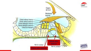DEL ORGANO DE CORTI
Célula pilar externa
Célula pilar
interna
 