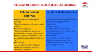CÉLULAS NEUROEPITELIALES (CELULAS CILIADAS)
Células ciliadas internas
•Una hilera aislada de células apoyadas
por células falángicas internas
•Son cortas
•Núcleo central
•La parte apical incluye 50-60
estereocilisos dispuestos en forma de
“V” (actina+fimbrina)
•No cinocilio
•Las superficies basilares de estas
células hacen sinapsis con fibras
aferentes de la porción coclear del
nervio vestibulococlear.
Células ciliadas
externas
▪Apoyadas en células falángicas
externas
▪Están dispuestas en hileras de tres (o
cuatro)
▪Cilíndricas alargadas.
▪Núcleo se halla cerca de su base.
▪Citoplasma: RED CORTICAL (filamentos)
▪La parte apical presenta hasta 100
estereocilios organizados en la forma
“w”.
▪No cinocilio
•Las superficies basilares de estas
células hacen sinapsis con fibras
aferentes y eferentes .
 