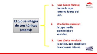 M. Tesen
El ojo se integra
de tres túnicas
(capas):
3. Una túnica nerviosa:
la retina, que constituye
Ia capa mas interna.
2. Una túnica vascular:
la capa media
pigmentada y
vascular.
1. Una túnica fibrosa:
forma la capa
externa fuerte del
ojo.
 