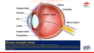 M. Tesen
Humor (cuerpo) vítreo
▪Es un gel refringente y transparente que llena la cavidad del ojo (cavidad vítrea) atrás del cristalino.
▪Está Compuesto sobre todo (99%) de agua que contiene una cantidad diminuta de electrolitos, fibras de Colágena y ácido hialurónico. En la
periferia del cuerpo vítreo se observan en ocasiones macrófagos y células pequeñas llamadas hialocitos; se piensa que sintetizan colágena y
ácido hialurónico.
 