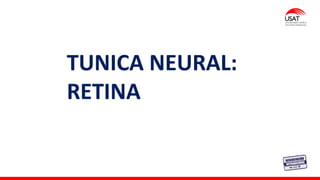 M. Tesen
TUNICA NEURAL:
RETINA
 