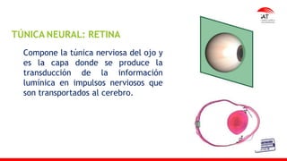 M. Tesen
TÚNICA NEURAL: RETINA
Compone la túnica nerviosa del ojo y
es la capa donde se produce la
transducción de la información
lumínica en impulsos nerviosos que
son transportados al cerebro.
 