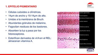 M. Tesen
1. EPITELIO PIGMENTARIO
• Células cuboides a cilíndricas.
• 14µm de ancho y 10-14µm de alto.
• Unidas a la membrana de Bruch.
• Abundantes gránulos de melanina.
• Fagocitan residuos de los bastones.
• Absorben la luz q pasa por los
fotoreceptores.
• Esterifican derivados de vit A en el REL;
almacenan vitamina A.
 