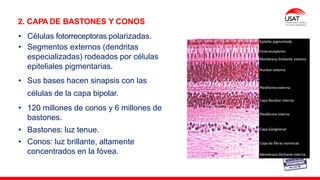 M. Tesen
2. CAPA DE BASTONES Y CONOS
• Células fotorreceptoras polarizadas.
• Segmentos externos (dendritas
especializadas) rodeados por células
epiteliales pigmentarias.
• Sus bases hacen sinapsis con las
células de la capa bipolar.
• 120 millones de conos y 6 millones de
bastones.
• Bastones: luz tenue.
• Conos: luz brillante, altamente
concentrados en la fóvea.
 