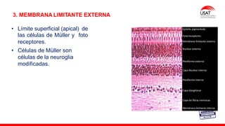 M. Tesen
3. MEMBRANA LIMITANTE EXTERNA
• Límite superficial (apical) de
foto
las células de Müller y
receptores.
• Células de Müller son
células de la neuroglia
modificadas.
 