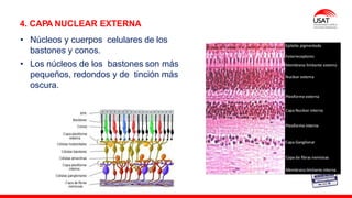 M. Tesen
4. CAPA NUCLEAR EXTERNA
• Núcleos y cuerpos celulares de los
bastones y conos.
• Los núcleos de los bastones son más
pequeños, redondos y de tinción más
oscura.
 