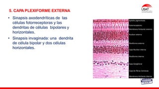 M. Tesen
5. CAPA PLEXIFORME EXTERNA
• Sinapsis axodendríticas de las
células fotorreceptoras y las
dendritas de células bipolares y
horizontales.
• Sinapsis invaginada: una dendrita
de célula bipolar y dos células
horizontales.
 
