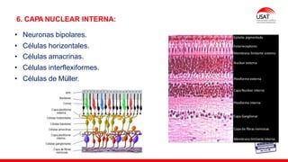M. Tesen
6. CAPA NUCLEAR INTERNA:
• Neuronas bipolares.
• Células horizontales.
• Células amacrinas.
• Células interflexiformes.
• Células de Müller.
 