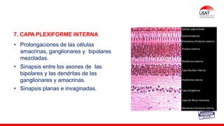 M. Tesen
7. CAPA PLEXIFORME INTERNA
• Prolongaciones de las células
amacrinas, ganglionares y bipolares
mezcladas.
• Sinapsis entre los axones de las
bipolares y las dendritas de las
ganglionares y amacrinas.
• Sinapsis planas e invaginadas.
 