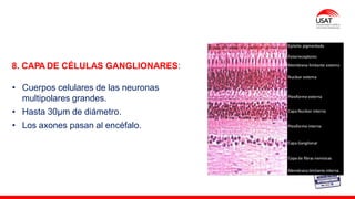 M. Tesen
8. CAPA DE CÉLULAS GANGLIONARES:
• Cuerpos celulares de las neuronas
multipolares grandes.
• Hasta 30µm de diámetro.
• Los axones pasan al encéfalo.
 