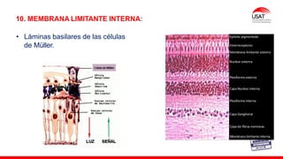 M. Tesen
10. MEMBRANA LIMITANTE INTERNA:
• Láminas basilares de las células
de Müller.
 