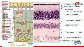 M. Tesen
EPITELIO PIGMENTARIO
CONOS Y BASTONES
MEMBRANA
LIMITANTE EXTERNA
NUCLEAR EXTERNA
PLEXIFORME EXTERNA
NUCLEAR INTERNA
PLEXIFORME INTERNA
CELULAS GANGLIONARES
FIBRAS NERVIOSAS
 