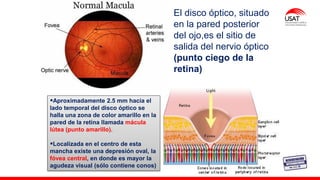M. Tesen
El disco óptico, situado
en la pared posterior
del ojo,es el sitio de
salida del nervio óptico
(punto ciego de la
retina)
▪Aproximadamente 2.5 mm hacia el
lado temporal del disco óptico se
halla una zona de color amarillo en la
pared de la retina llamada mácula
lútea (punto amarillo).
▪Localizada en el centro de esta
mancha existe una depresión oval, la
fóvea central, en donde es mayor la
agudeza visual (sólo contiene conos)
 