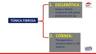M. Tesen
TÚNICA FIBROSA
2. CÓRNEA:
Transparente e
incolora cubre su 1/6
anterior.
1. ESCLERÓTICA :
Opaca y blanca,
recubre las 5/6 partes
posteriores del ojo
 