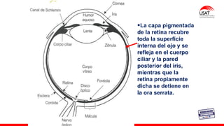 M. Tesen
▪La capa pigmentada
de la retina recubre
toda la superficie
interna del ojo y se
refleja en el cuerpo
ciliar y la pared
posterior del iris,
mientras que la
retina propiamente
dicha se detiene en
la ora serrata.
 