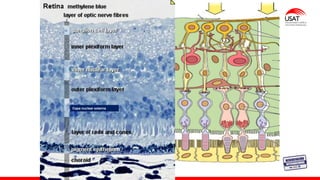 M. Tesen
Capa nuclear externa
 