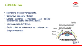 M. Tesen
• Membrana mucosa transparente.
• Conjuntiva palpebral y bulbar.
• Epitelio cilíndrico estratificado con células
caliciformes, sobre una lámina basal.
• Lámina propia de TC laxo.
• En la unión esclerocorneal se continua con
el epitelio corneal.
CONJUNTIVA
 